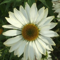 Jeżówka purpurowa (Echinacea) Innocent Meadow Mama sadzonka