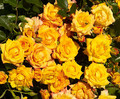 Róża pnąca Redova żółto-pomarańczowa c4 60-80cm 1
