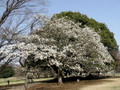 Magnolia japońska (Magnolia kobus) c4 50-70cm 2
