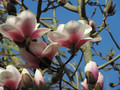 Magnolia Athene c3 45-70cm 3