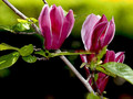 Magnolia purpurowa Nigra c2 70-90cm 5