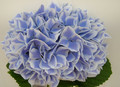 Hortensja ogrodowa (Hydrangea) Peppermint (Forever & Ever) c3 25-35cm 5