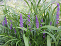 Liriope szafirkowe (Liriope muskari) Royal Purple sadzonka 4
