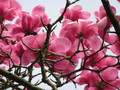 Magnolia Sweet Merlot c3 75-110cm 2