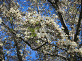 Magnolia japońska (Magnolia kobus) c4 50-70cm 6