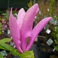 Magnolia Susan - kwitnie dwa razy w roku c1 100-120cm