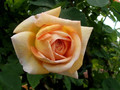 Róża pnąca pachnąca pomarańczowo-różowa Alchymist c2 100-130cm 6