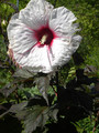 Hibiskus bylinowy (Hibiscus) Kopper King sadzonka  2