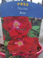 Róża krzewiasta (Rosa) Nicolas 80-90 cm c2  1