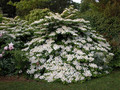 Kalina japońska (Viburnum plicatum) Mariesii c2 60-90cm 1
