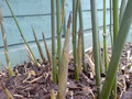 Bambus Bisseta - Fylostachys Bisseta (Phyllostachys bissetii) c2 20-30cm 4