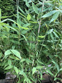 Bambus krzewiasty, paraslowaty (Fargesia murielae) Blue Lizard c7,5 70-100cm 3