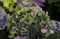 Hortensja ogrodowa (Hydrangea) Jip Blue c3 20-30cm 6