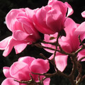 Magnolia Sweet Merlot c3 75-110cm