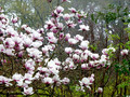 Magnolia Athene c3 45-70cm 2