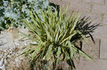 Juka (Yucca filamentosa) Bright  Edge sadzonka 8