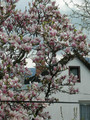 Magnolia pośrednia (Magnolia soulangeana) c3 100-120cm  6
