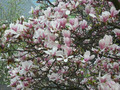 Magnolia pośrednia (Magnolia soulangeana) Alexandrina 130-140 cm poj. 7,5-litr. 1