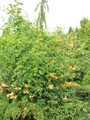 Milin amerykański (Campsis) Flava - roślina pnąca 80-100cm 8