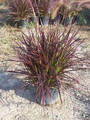 rozplenica japońska - Pennisetum sataceum Rubrum 5