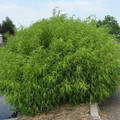 Bambus krzewiasty (Fargesia murielae) c3 40-60cm