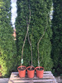 Katalpa, surmia (Catalpa bignonioides) Aurea c7 w formie drzewka 130-150cm 5