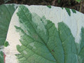 Brunera wielkolistna (Brunnera macrophylla) Variegata sadzonka 6