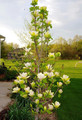 Magnolia Sunsation c5 90-120cm 7