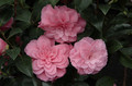 Kamelia japońska (Camellia japonica) Mrs Tingley sadzonka 3