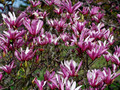 Magnolia purpurowa Nigra c2 70-90cm 2