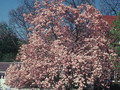 Magnolia pośrednia (Magnolia soulangeana) Satisfaction rewelacyjna c5 60-80 cm 2