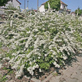 Tawuła szara (Spiraea cinera) Grefsheim c2 50-70cm