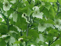 Dawidia chińska Davidia var. Vilmorina - drzewo chusteczkowe c5 120-150cm 3