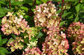 Hortensja bukietowa (Hydrangea) Pastelgreen c1 30-45cm 2