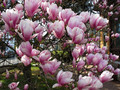 Magnolia pośrednia (Magnolia soulangeana) c3 100-120cm  2