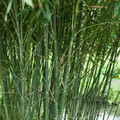 Bambus Bisseta - Fylostachys Bisseta (Phyllostachys bissetii) c2 20-30cm 5