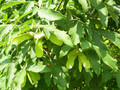 Klon strzępiastokory, cynamonowy (Acer griseum) c4 90-100cm  3