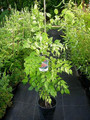 Milin amerykański (Campsis) Florida - roślina pnąca 80-100cm 8