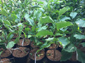 Magnolia pośrednia (Magnolia soulangeana) Sunrise c5 50-60cm 4