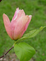 Magnolia Daybreak c5 30-60cm  3