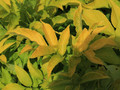 Bez czarny (Sambucus nigra) Aurea sadzonka 1