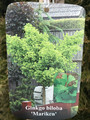 Miłorząb japoński (Ginkgo biloba) Mariken c7 na pniu 80cm 5