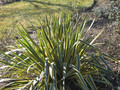 Juka (Yucca filamentosa) Bright  Edge sadzonka 3