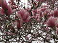 Magnolia pośrednia (Magnolia soulangeana) Satisfaction rewelacyjna c3 170-200 cm 1