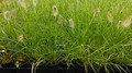 Trawa rozplenica japońska (Pennisetum) piórkówka Hameln sadzonka 8