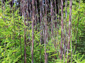 Bambus mrozoodporny (Fargesia nitida) Volcano Fargezja lśniąca c3 80-100cm 1