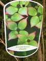 Dereń kousa odm. chińska (Cornus kousa var. chinensis) Claudia c5 120-130 cm  1