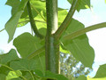 Paulownia puszysta (Paulownia tomentosa) sadzonka 6