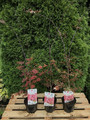 Klon Shirasawy (Acer shirasawum) Jasemin c3 140-150 cm 6