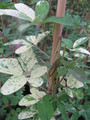 Akebia pięciolistkowa (Akebia quinata) Variegata c2 80-100cm 1